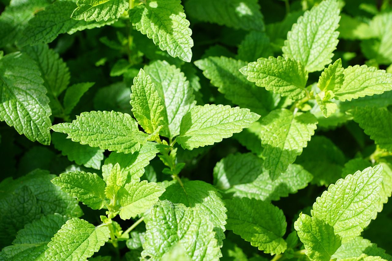 Menthe poivrée bio