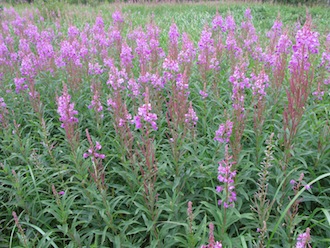 Épilobe bio