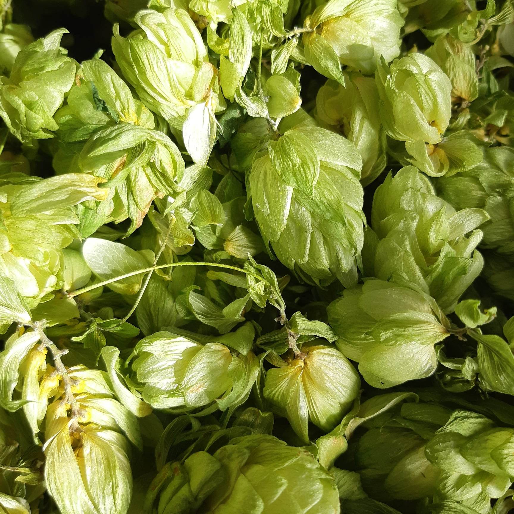 Houblon bio
