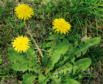 Pissenlit bio- Racine