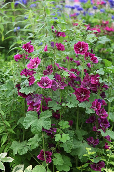Mauve bio