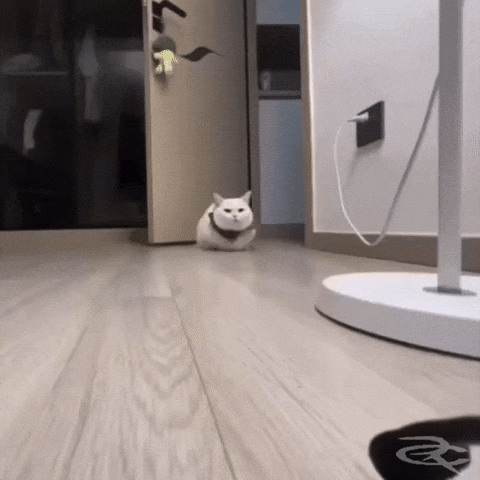 Cat Step GIF by Respective.gif