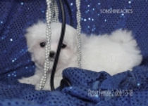 MALTESE SHORT NOSE SWEETIE