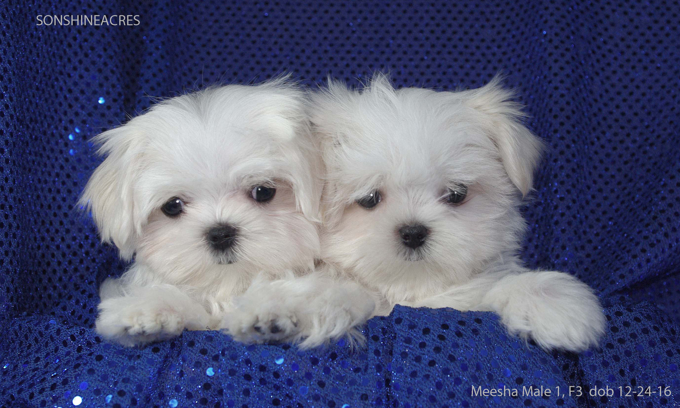 maltese puppies for sale