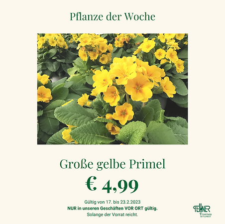 32+ Gärtner Pflanze Der Woche, Die gewöhnliche sonnenblume