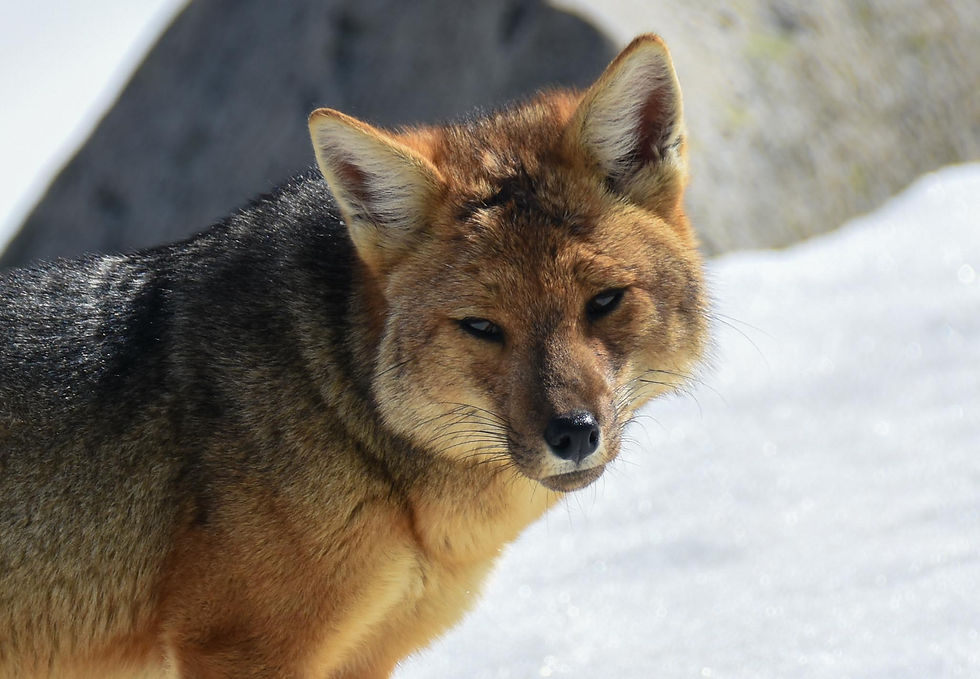 A fox we saw on the hike.