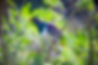 Kapiti Island_2022_Credit_Capture Studios (63).jpg