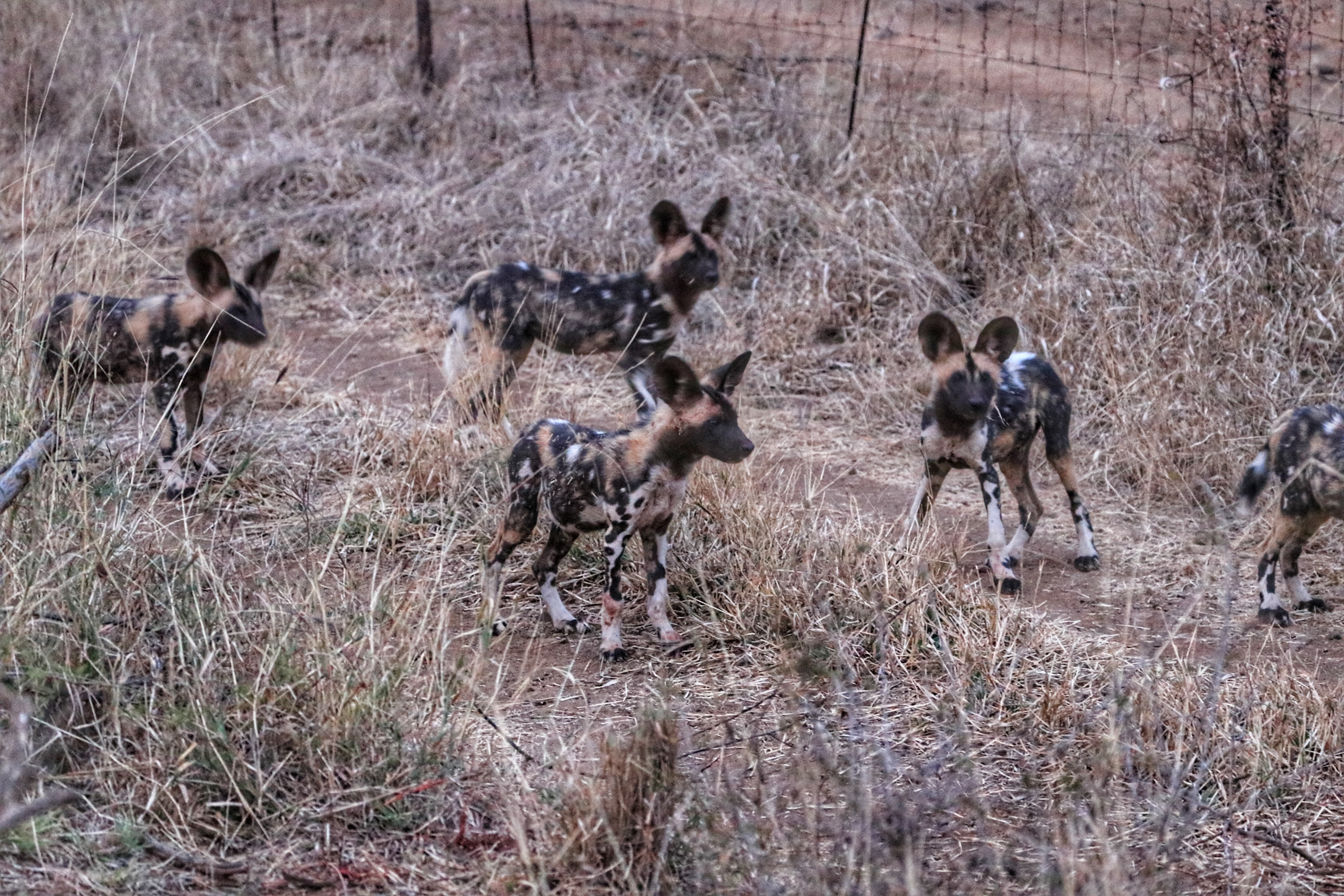 Wild Dog Pups