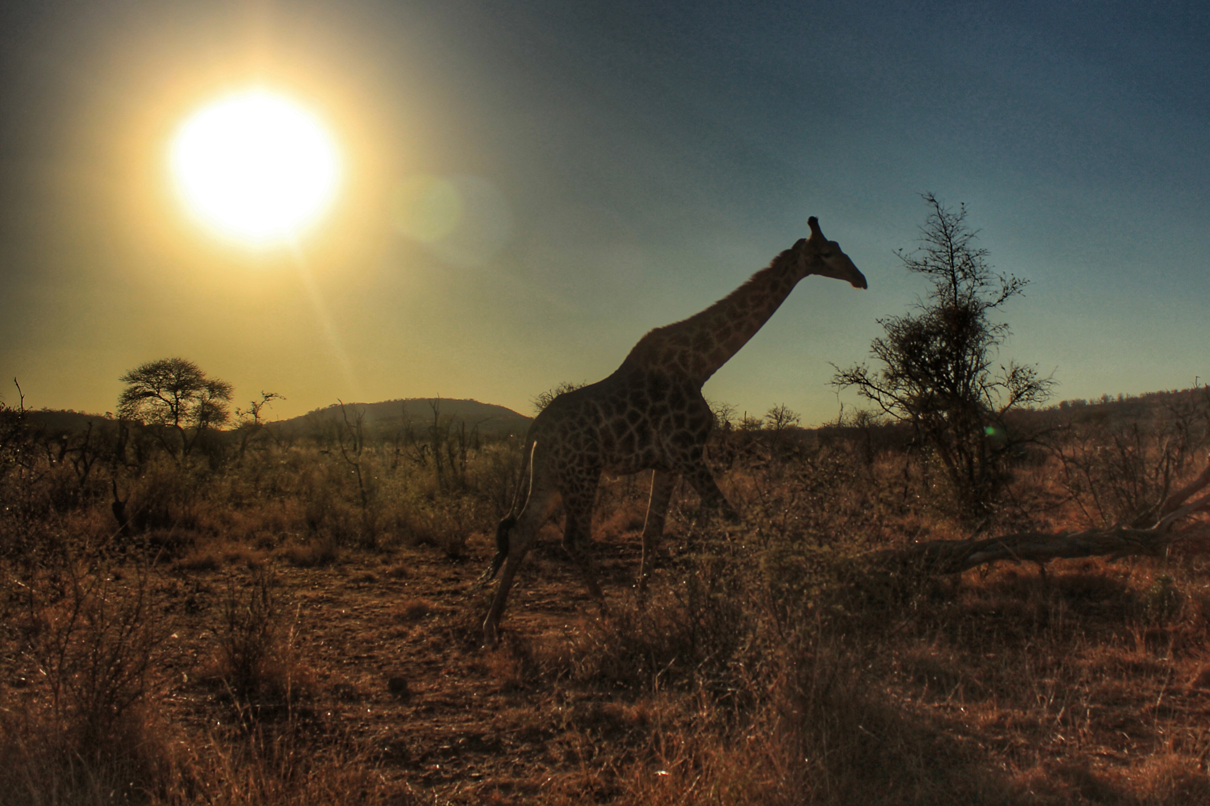 giraffe