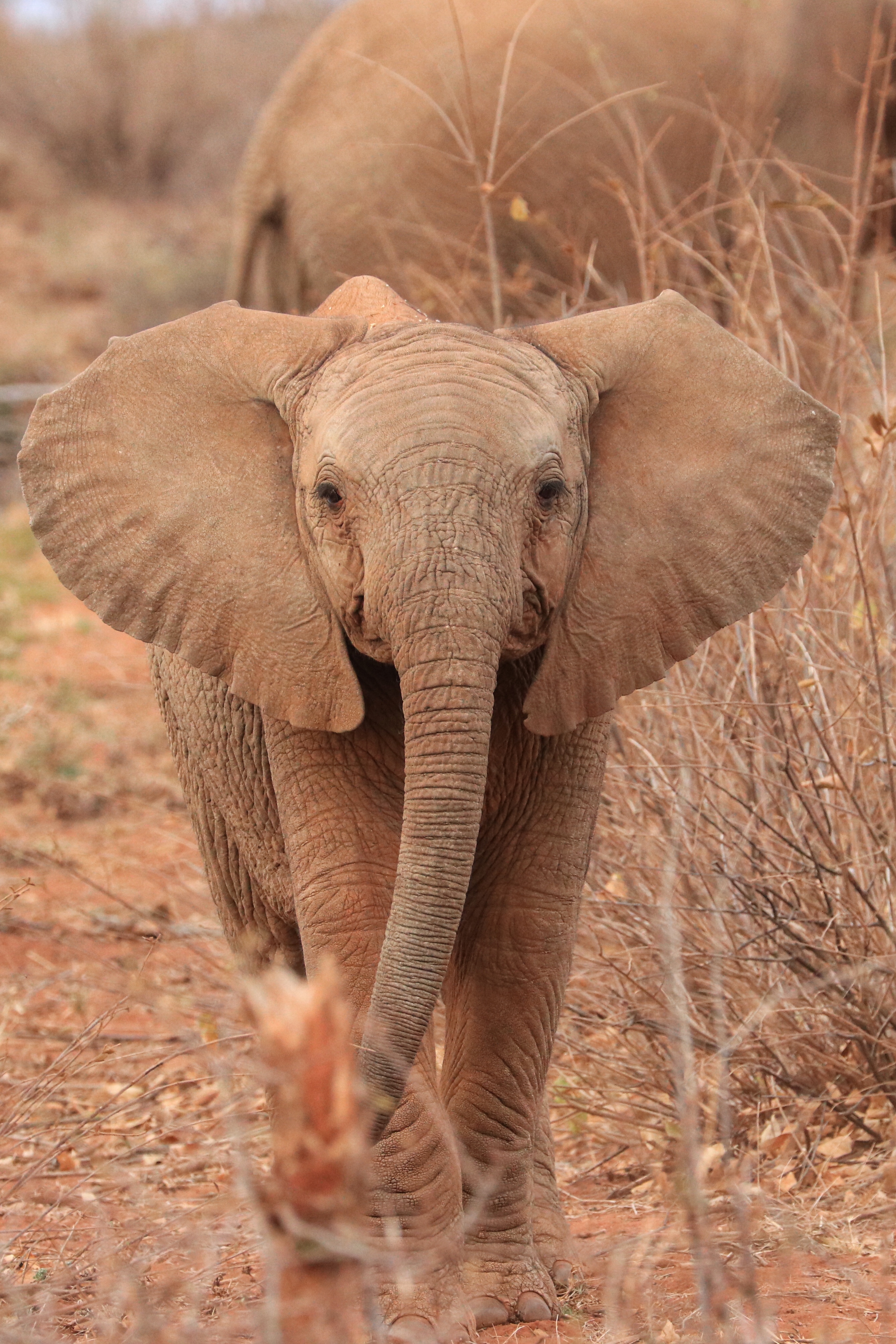 baby elephant