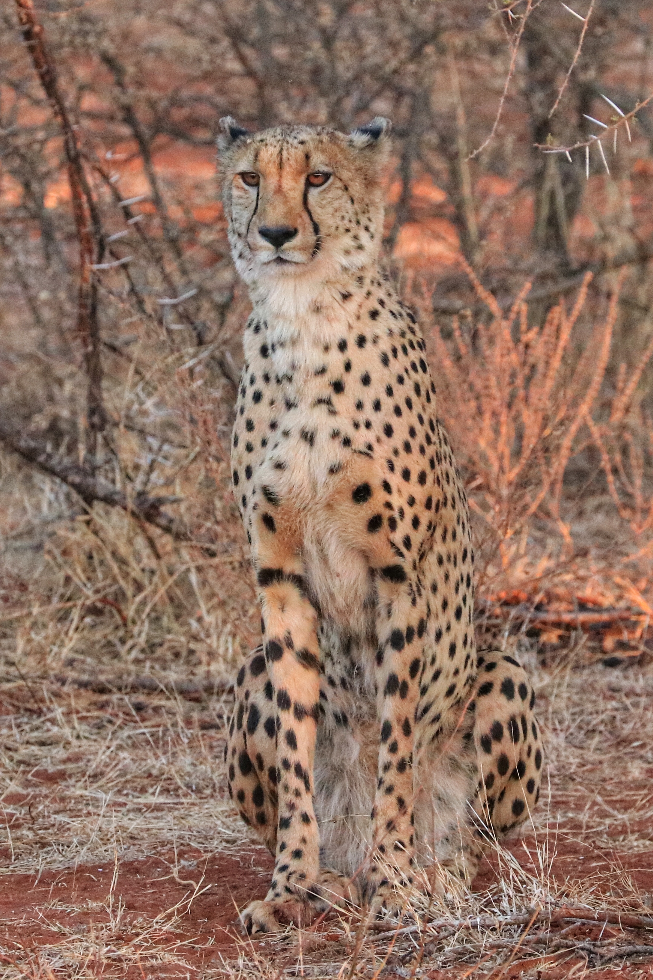 Cheetah