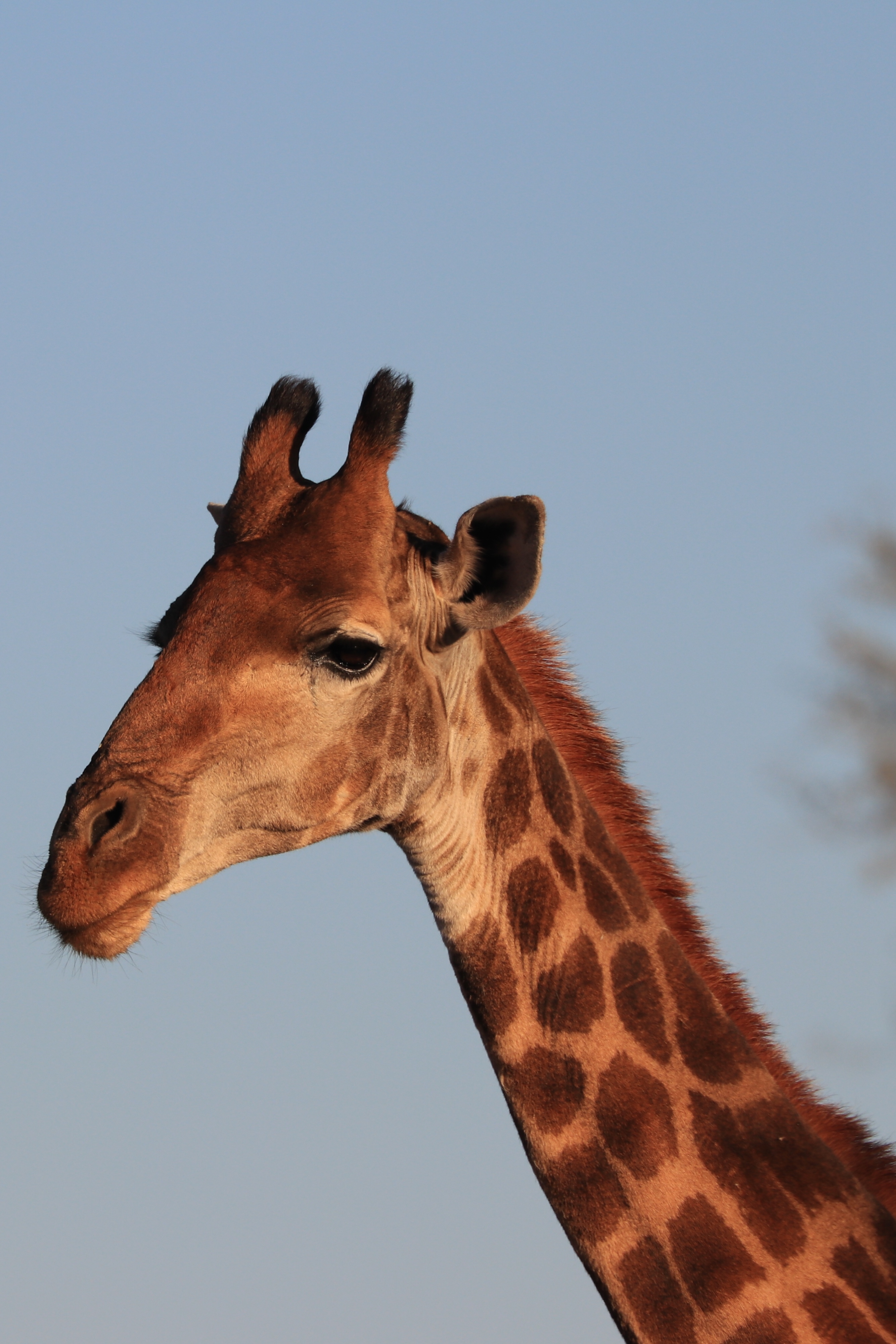 Giraffe
