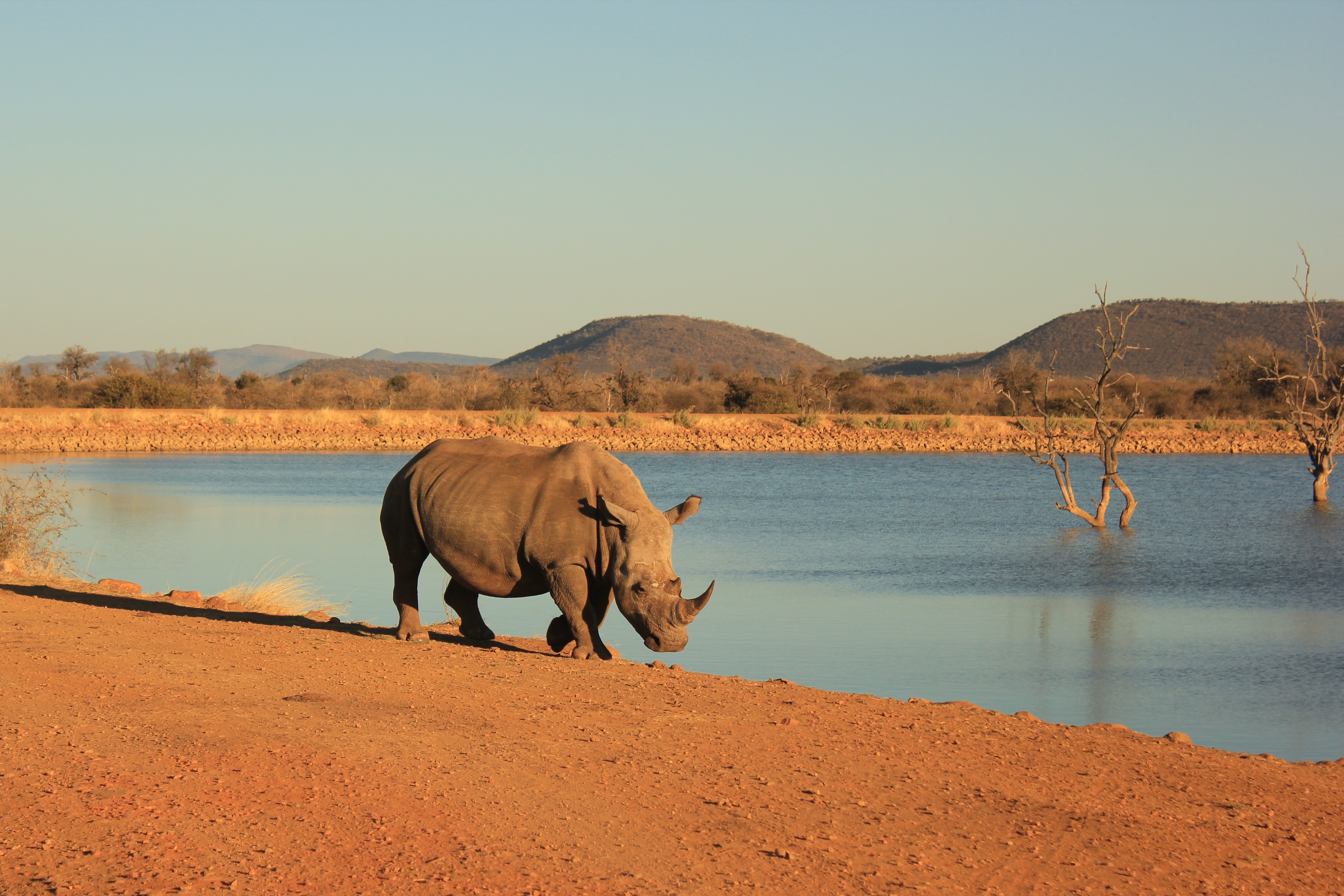 rhino