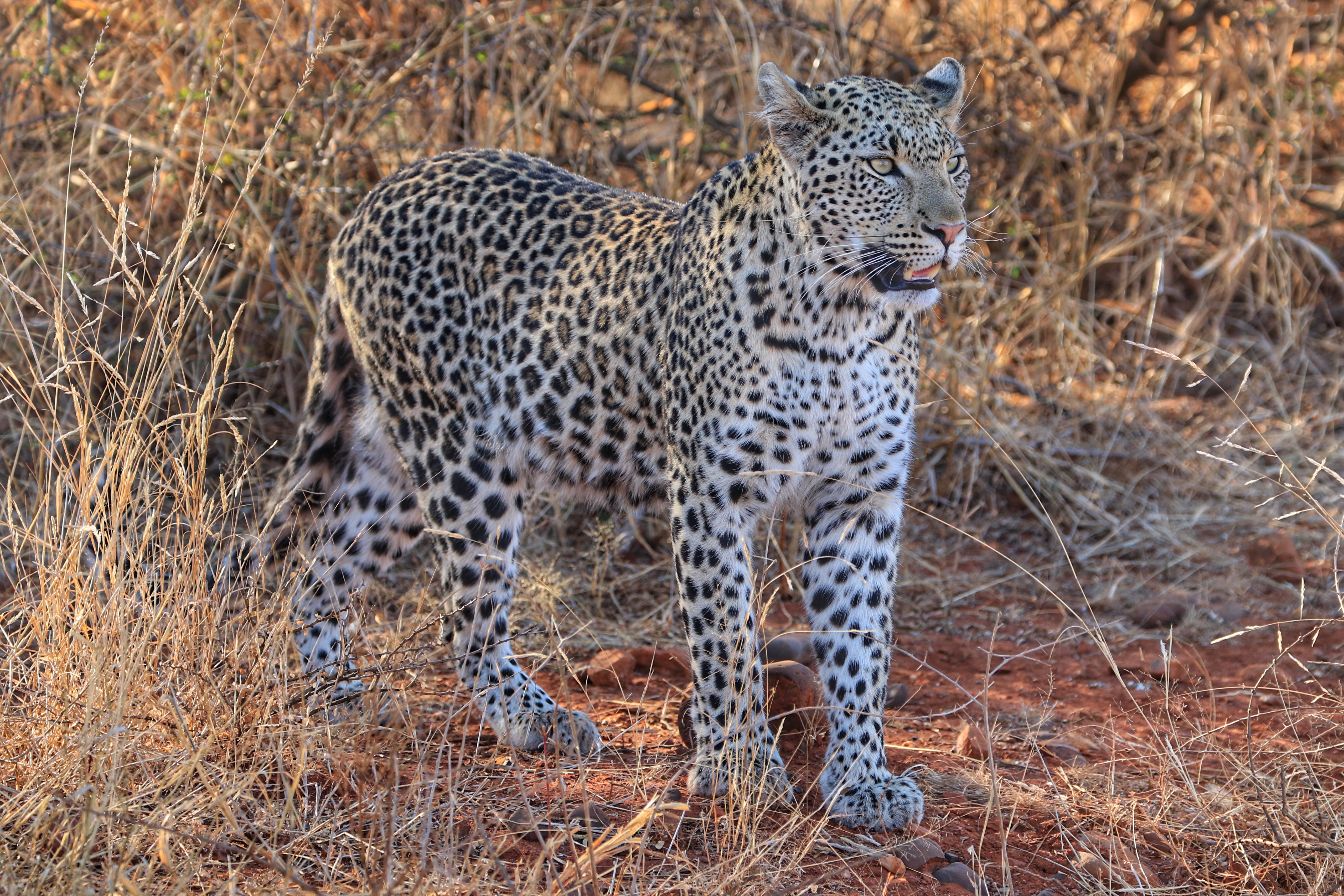 Leopard