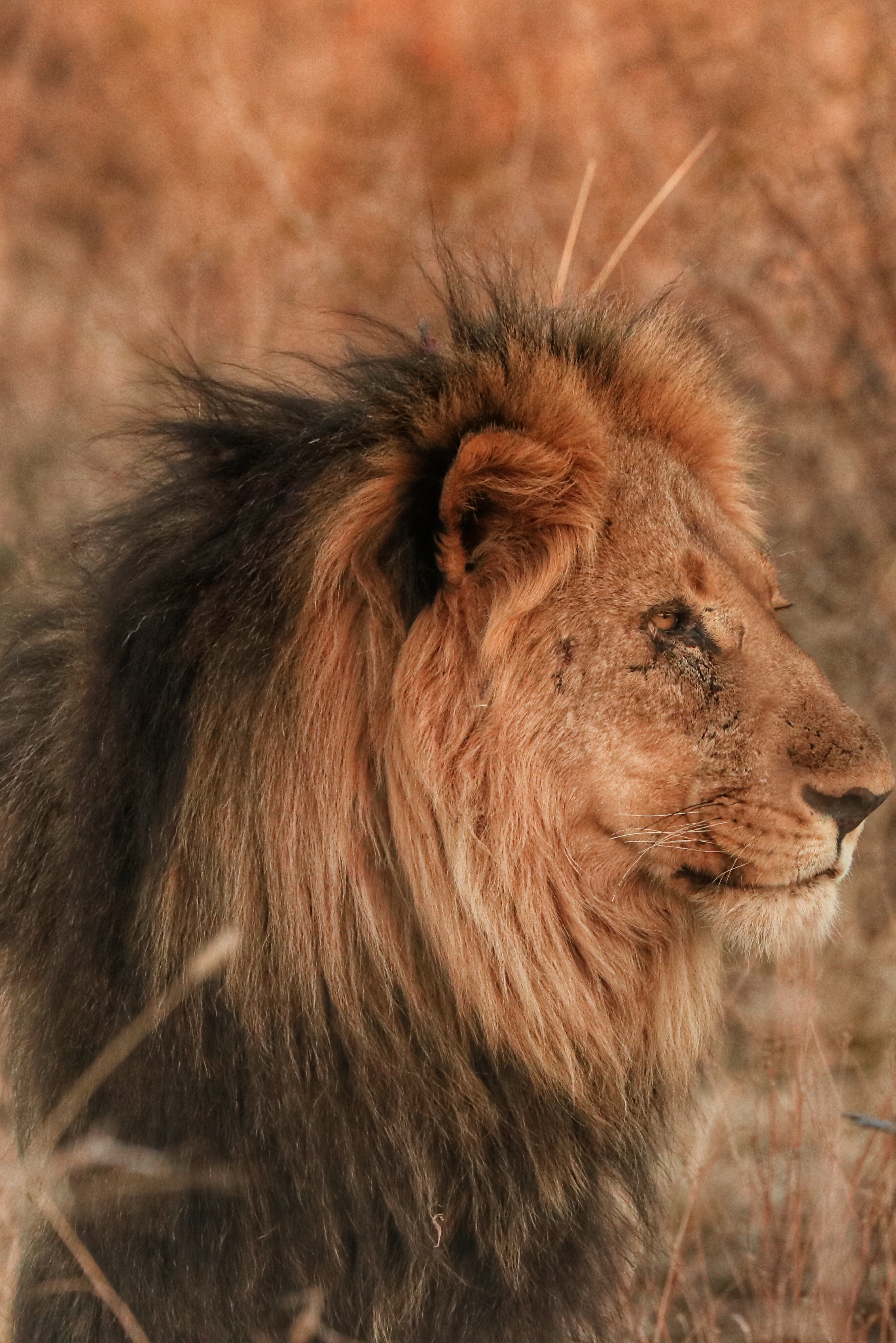 lion