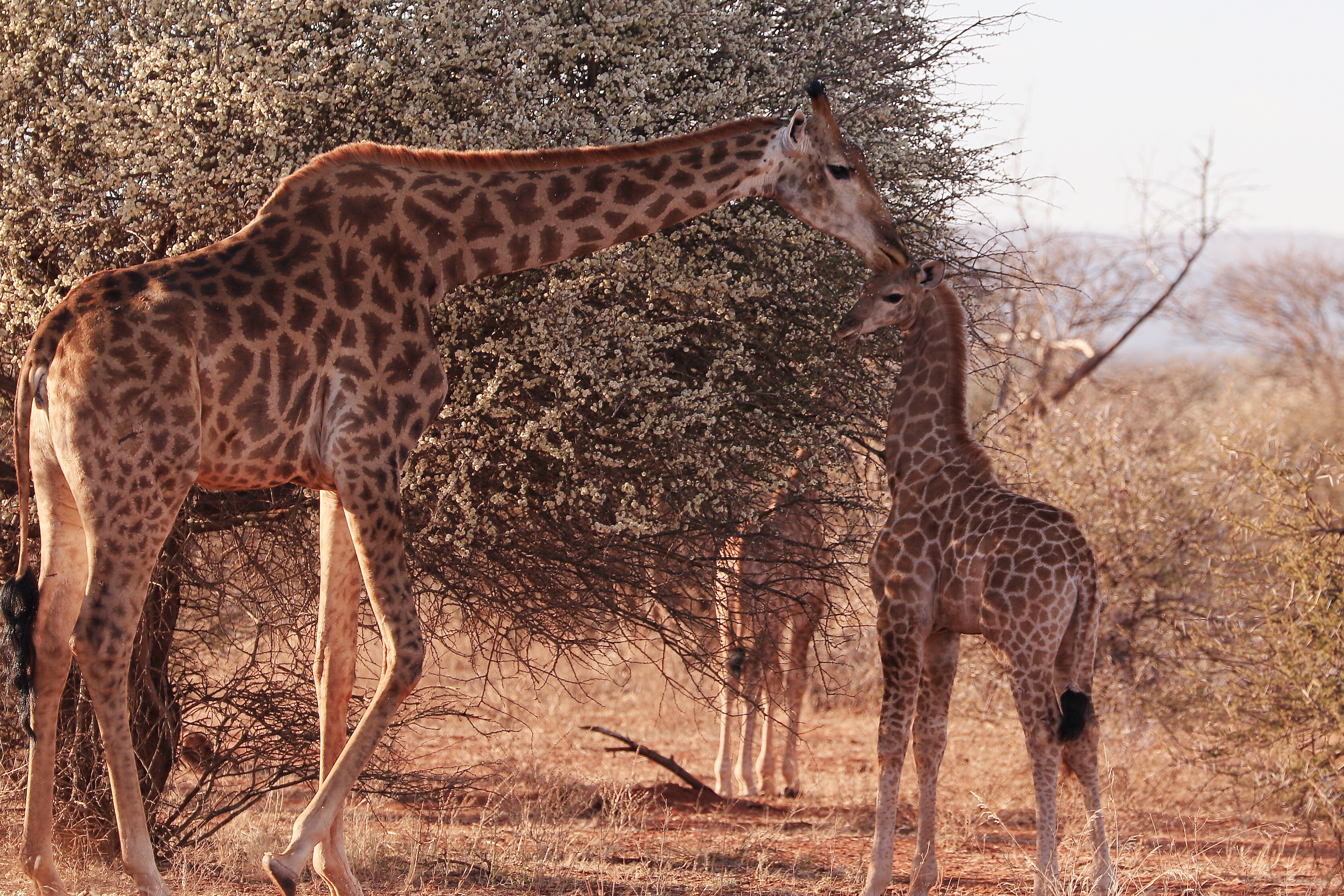 giraffe mum and baby