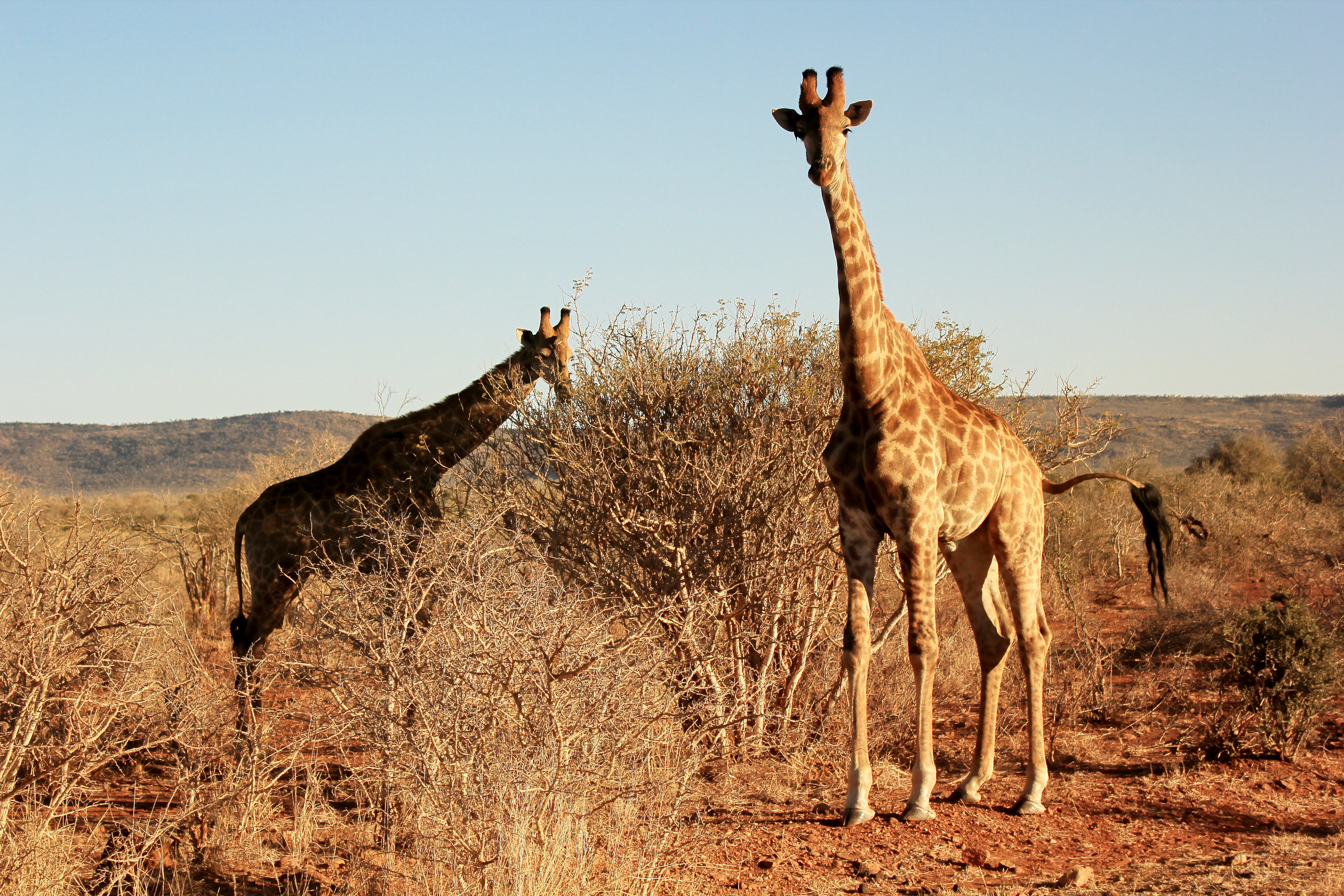 giraffes
