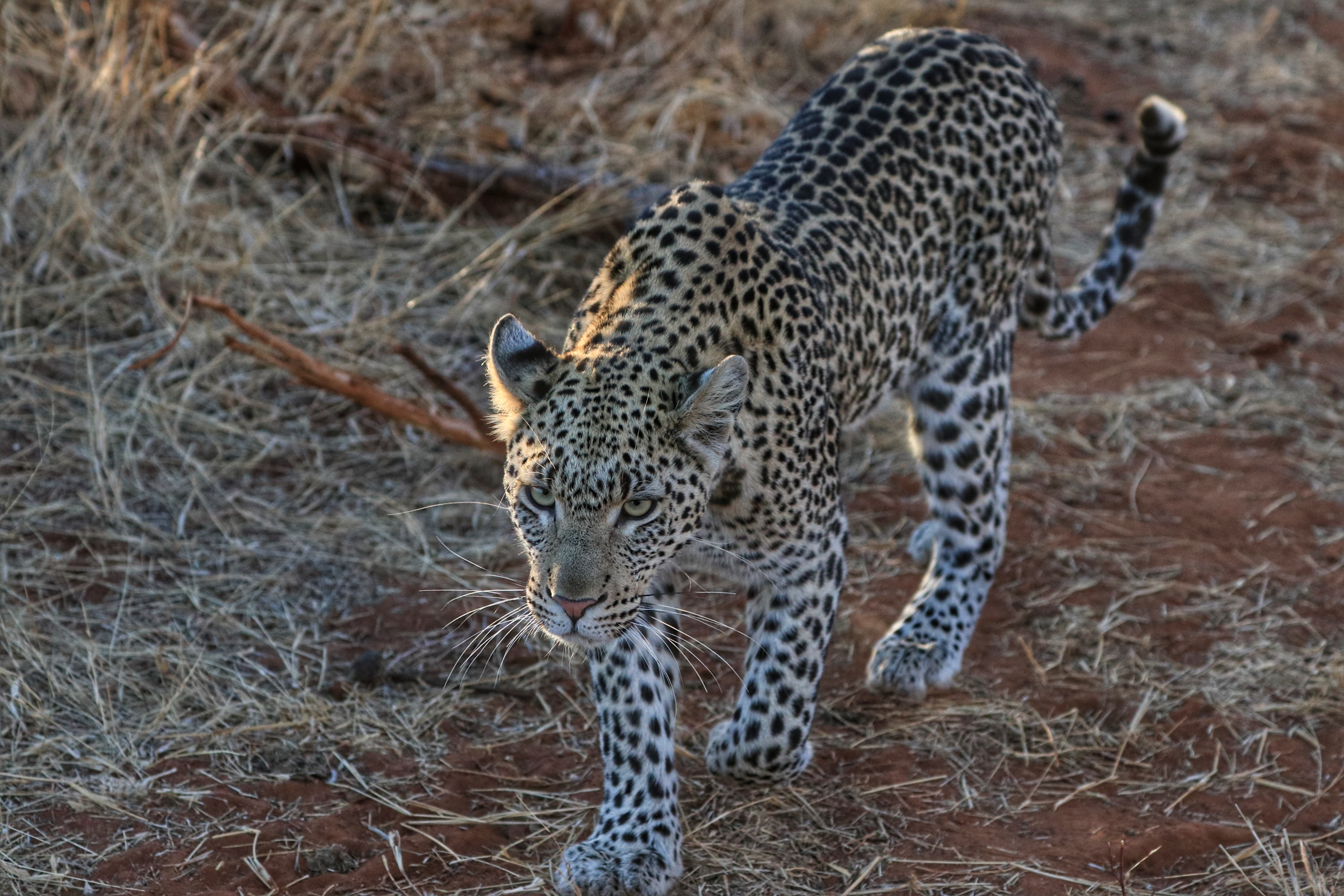 leopard