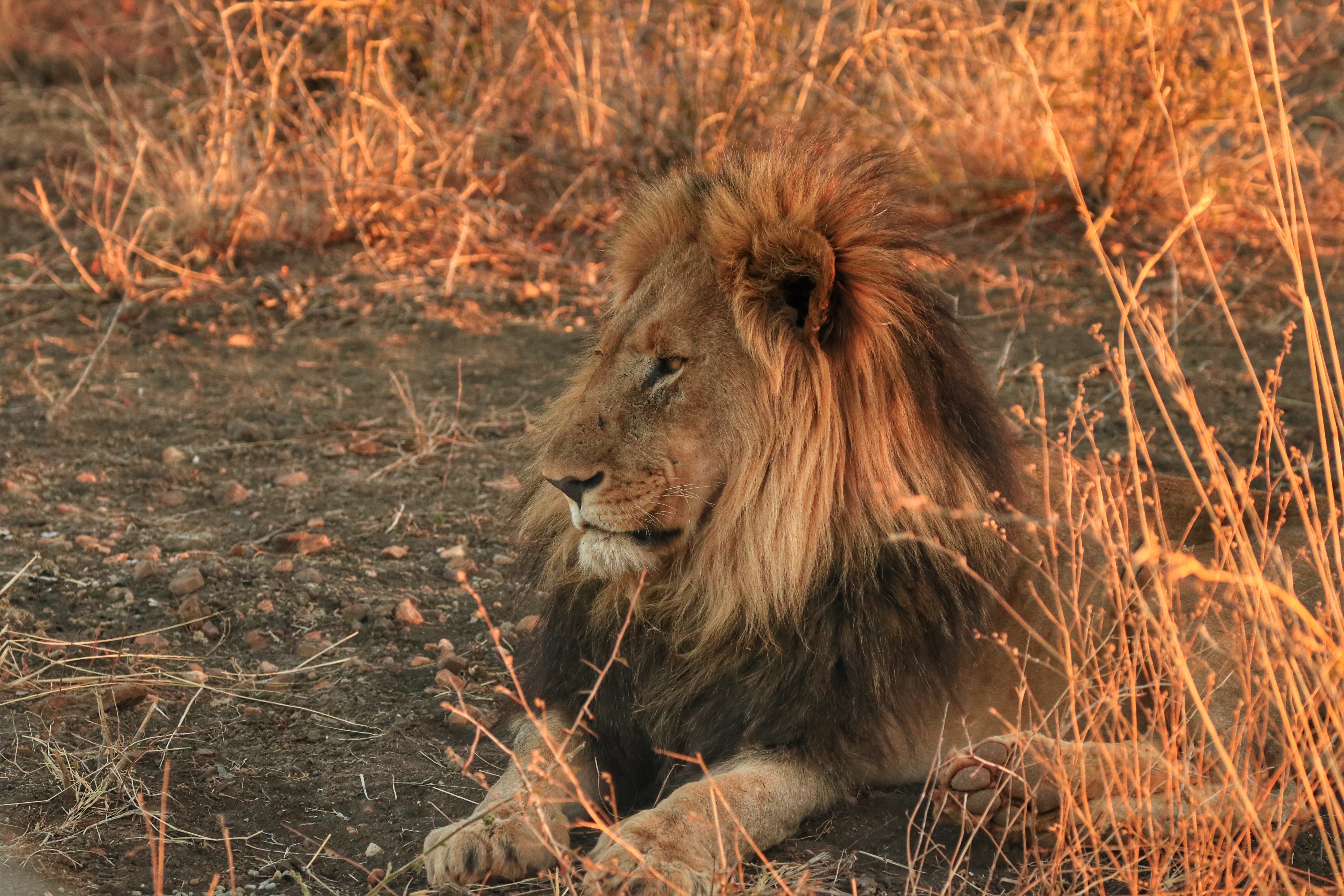 Lion
