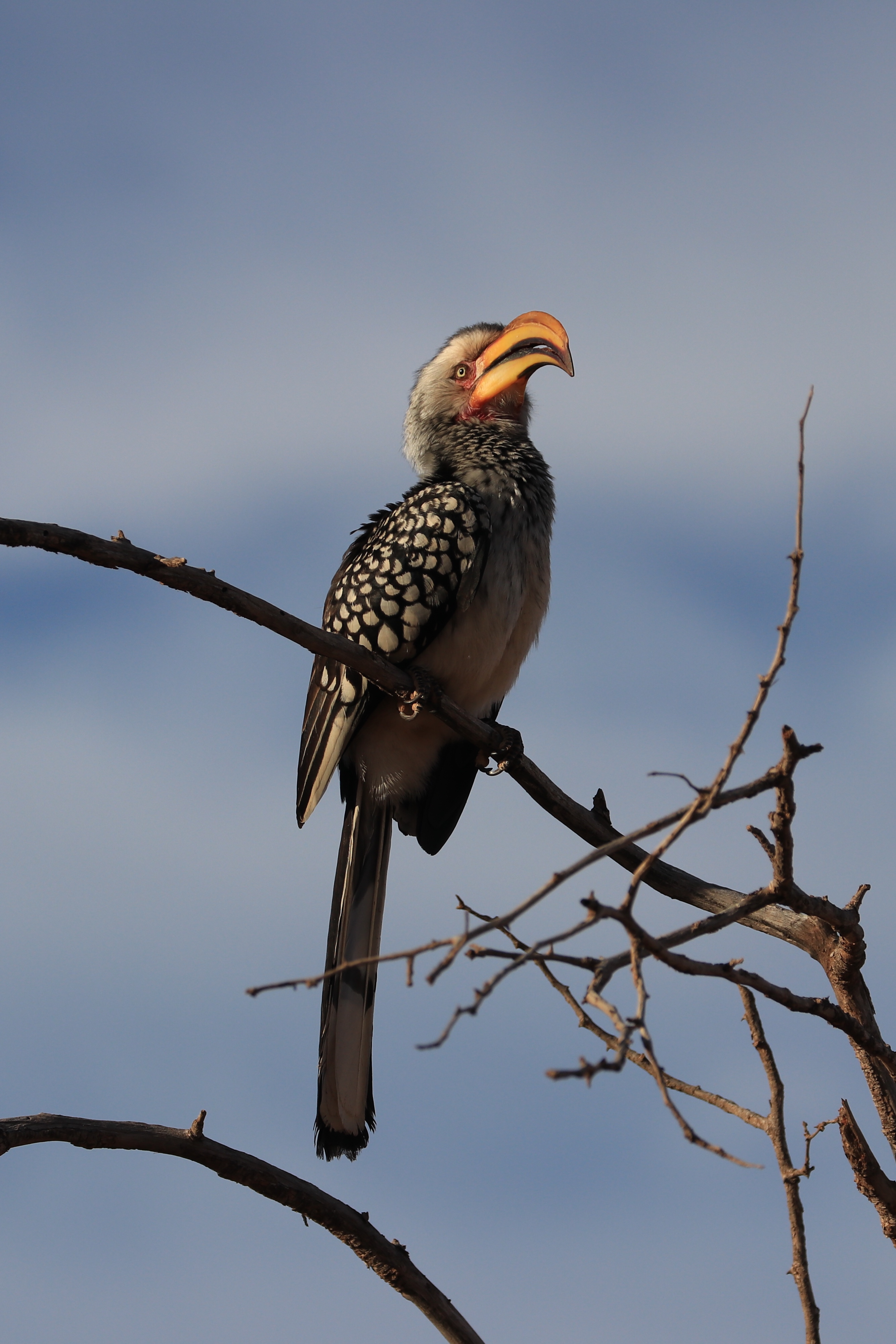 hornbill