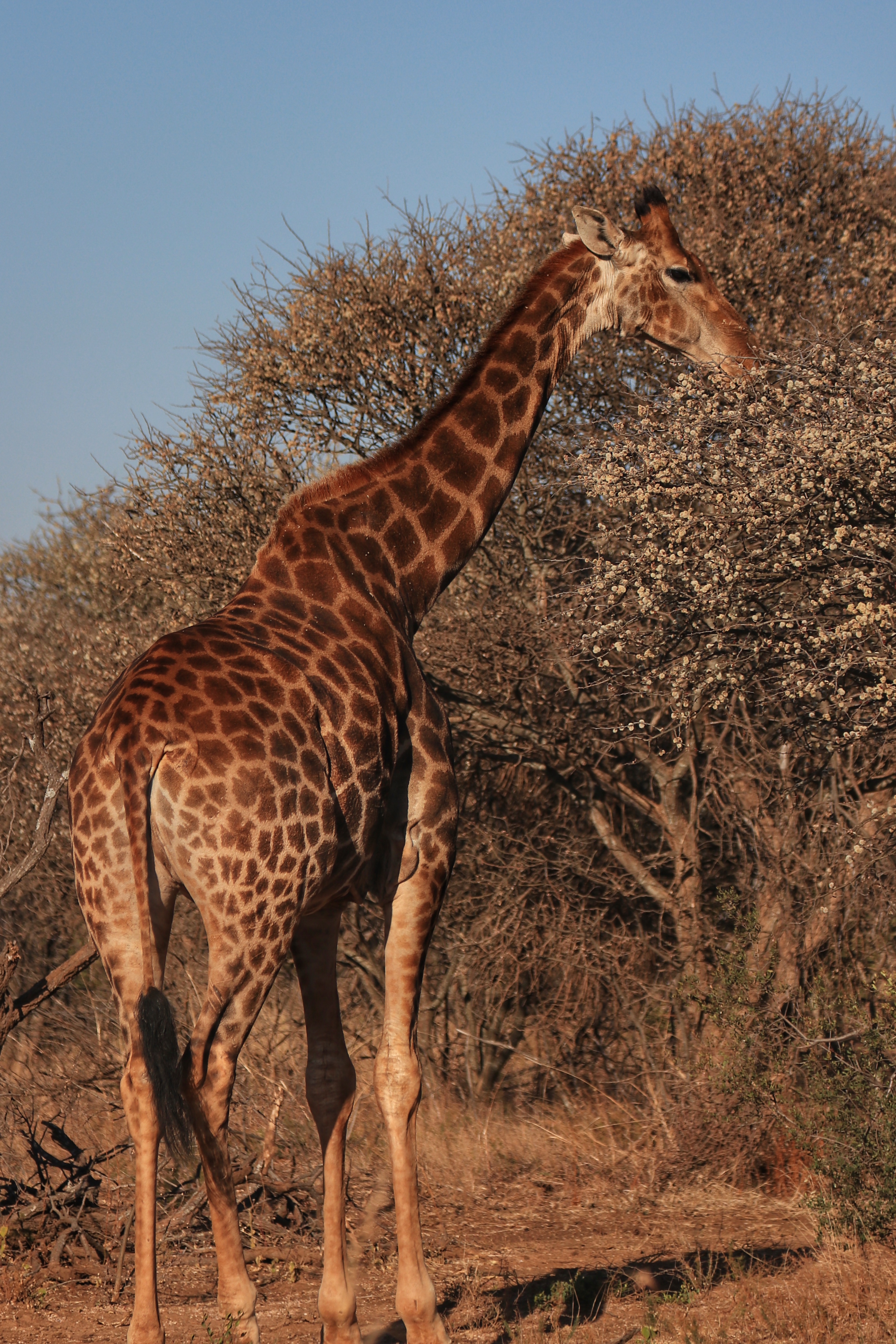 Giraffe