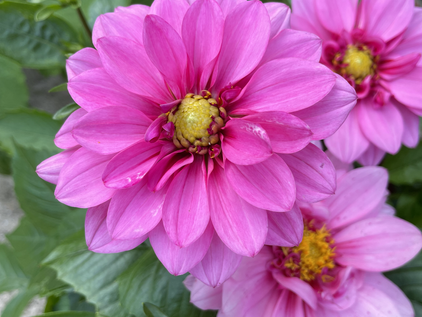 August at Scatterbrook Cottage