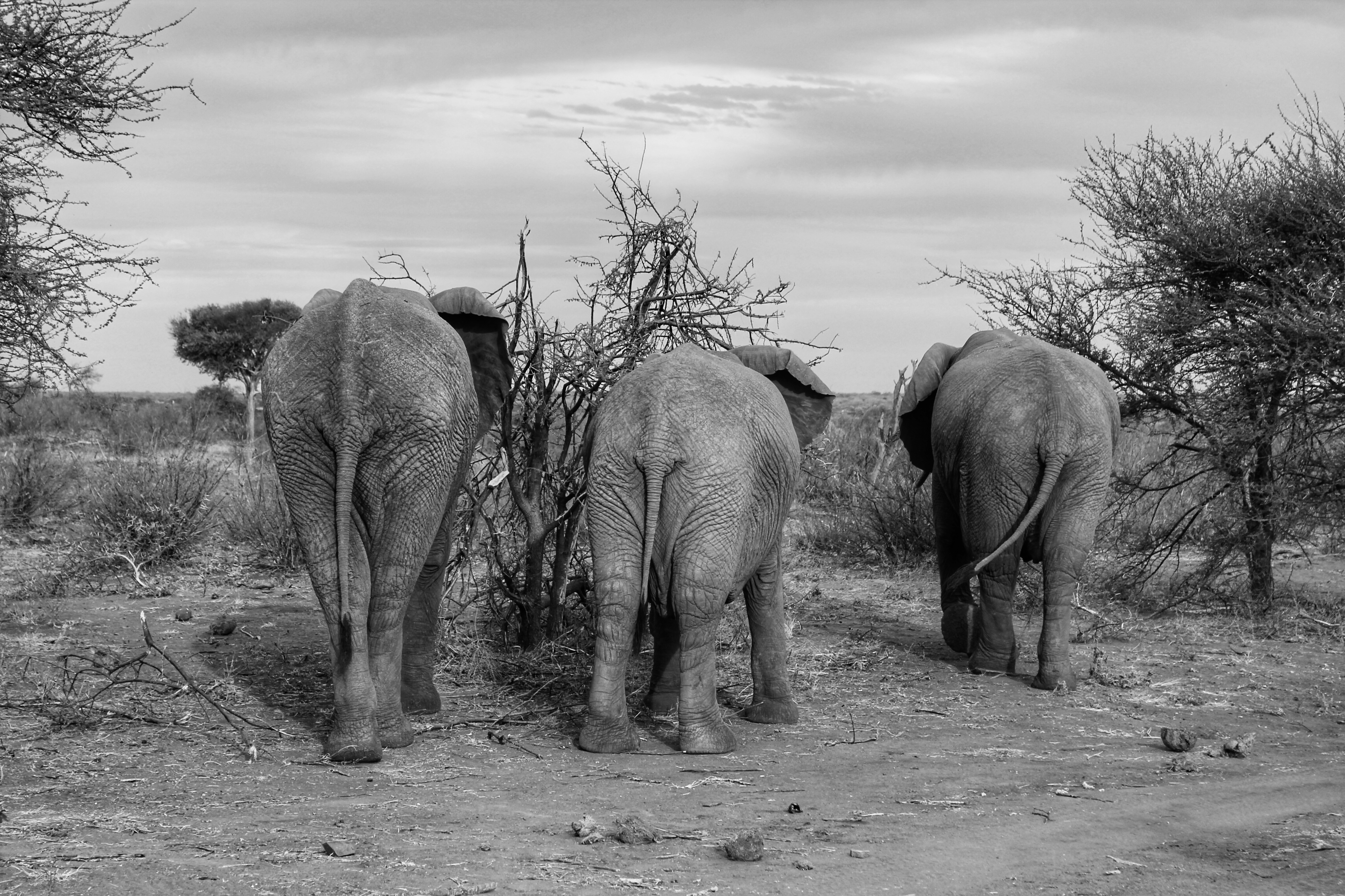 elephants