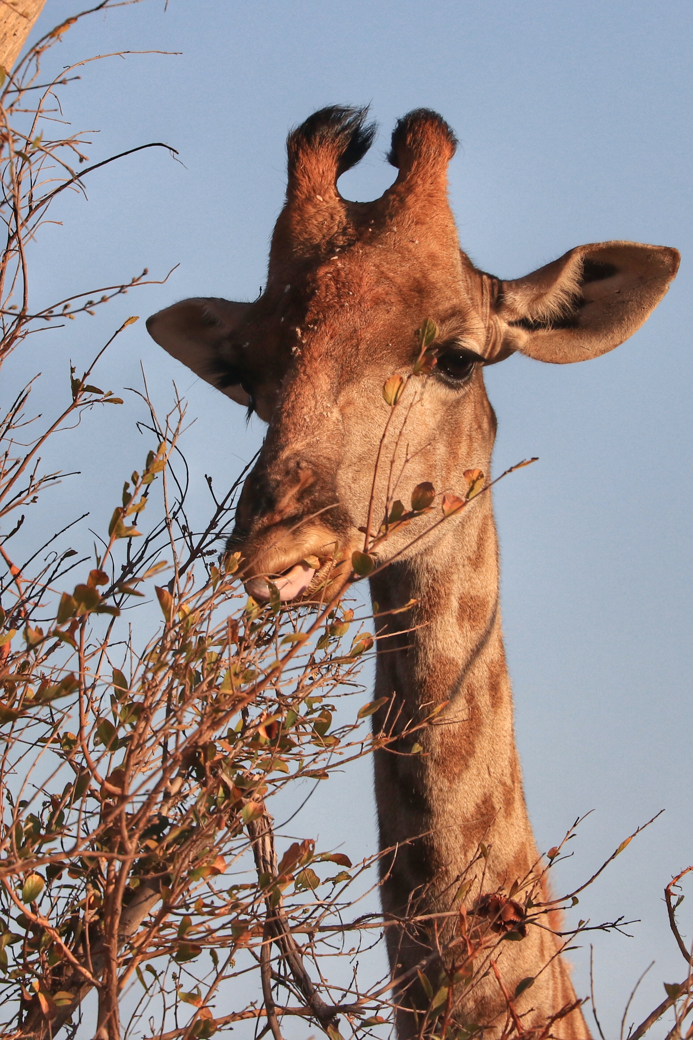 Giraffe