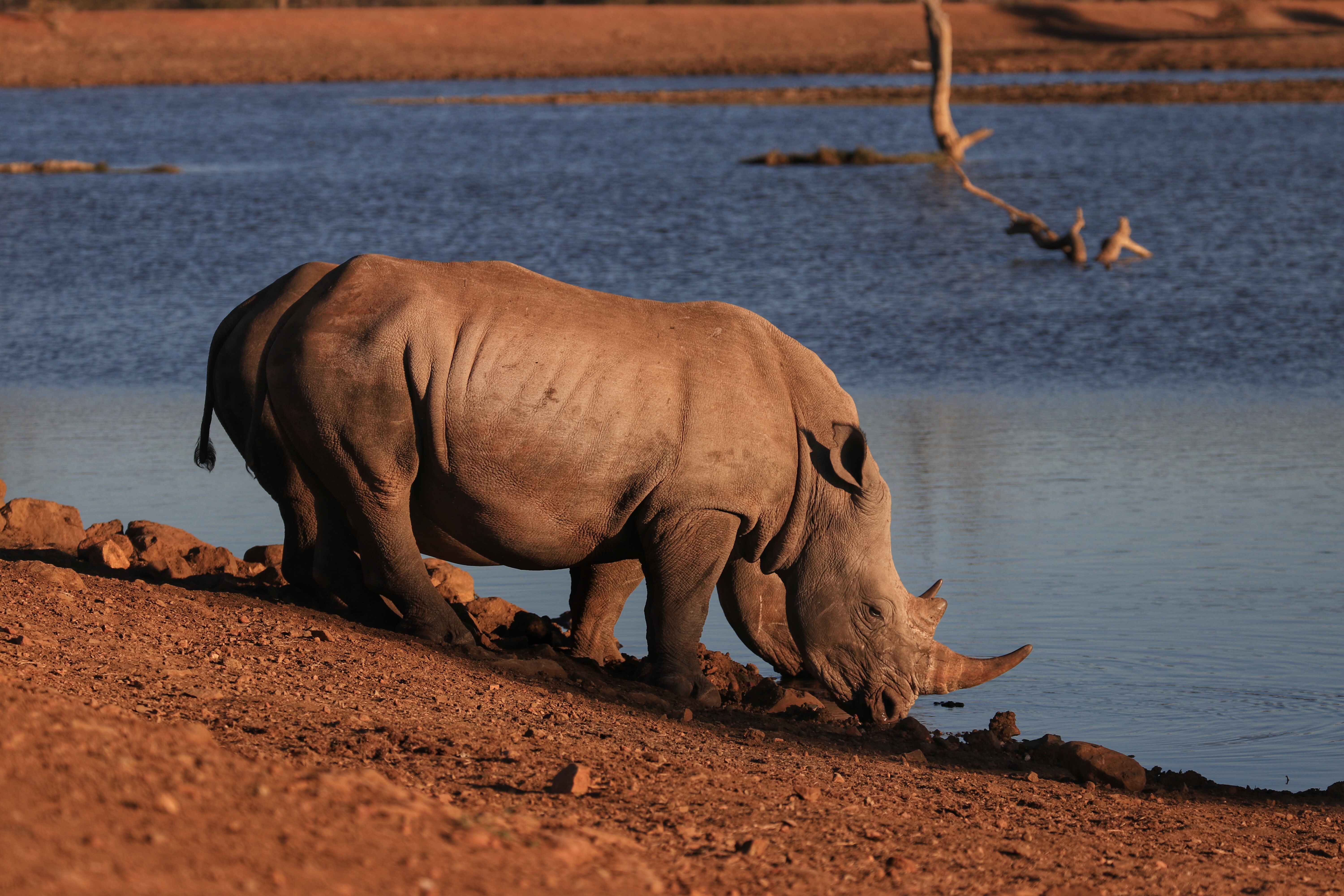 rhino