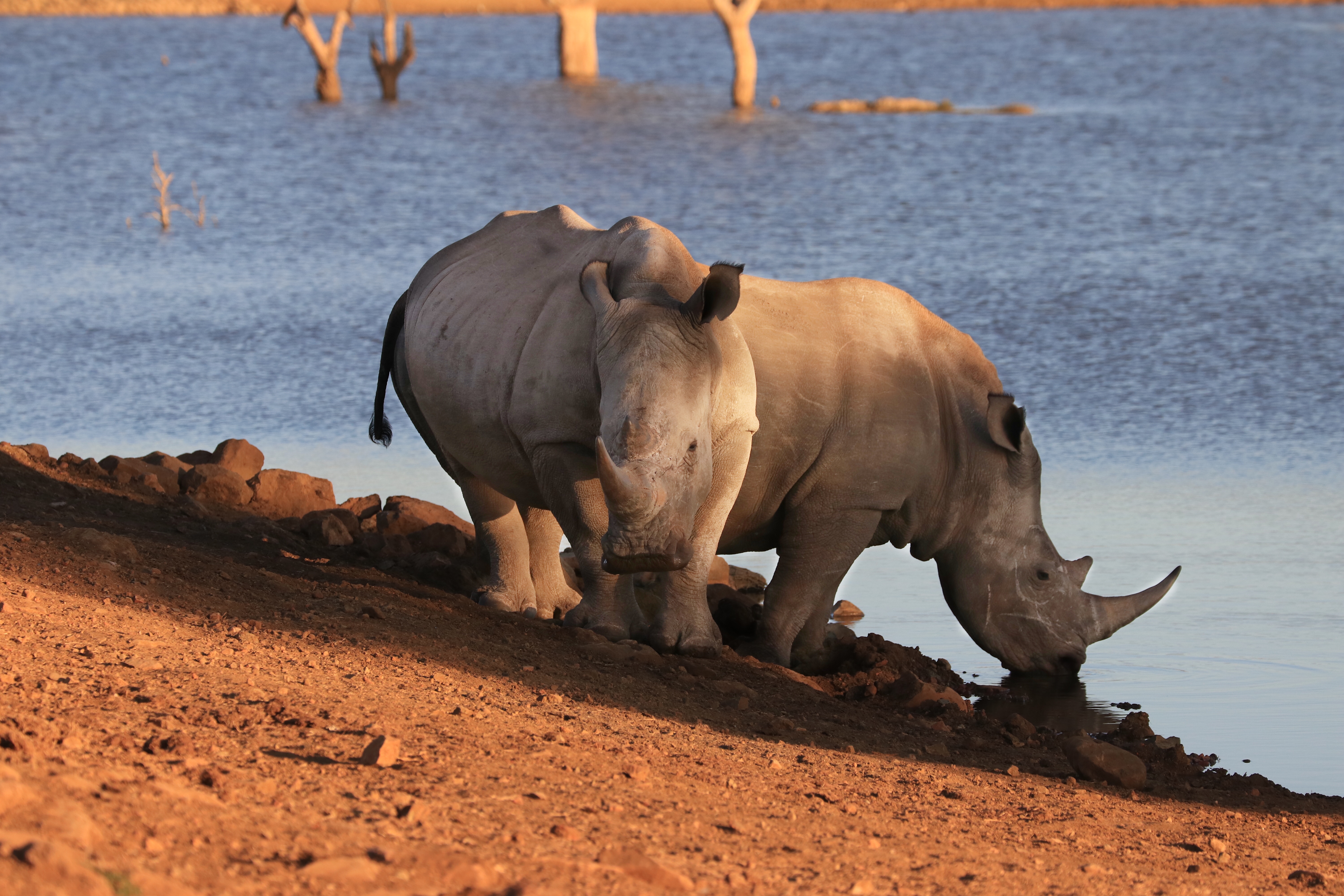 rhino