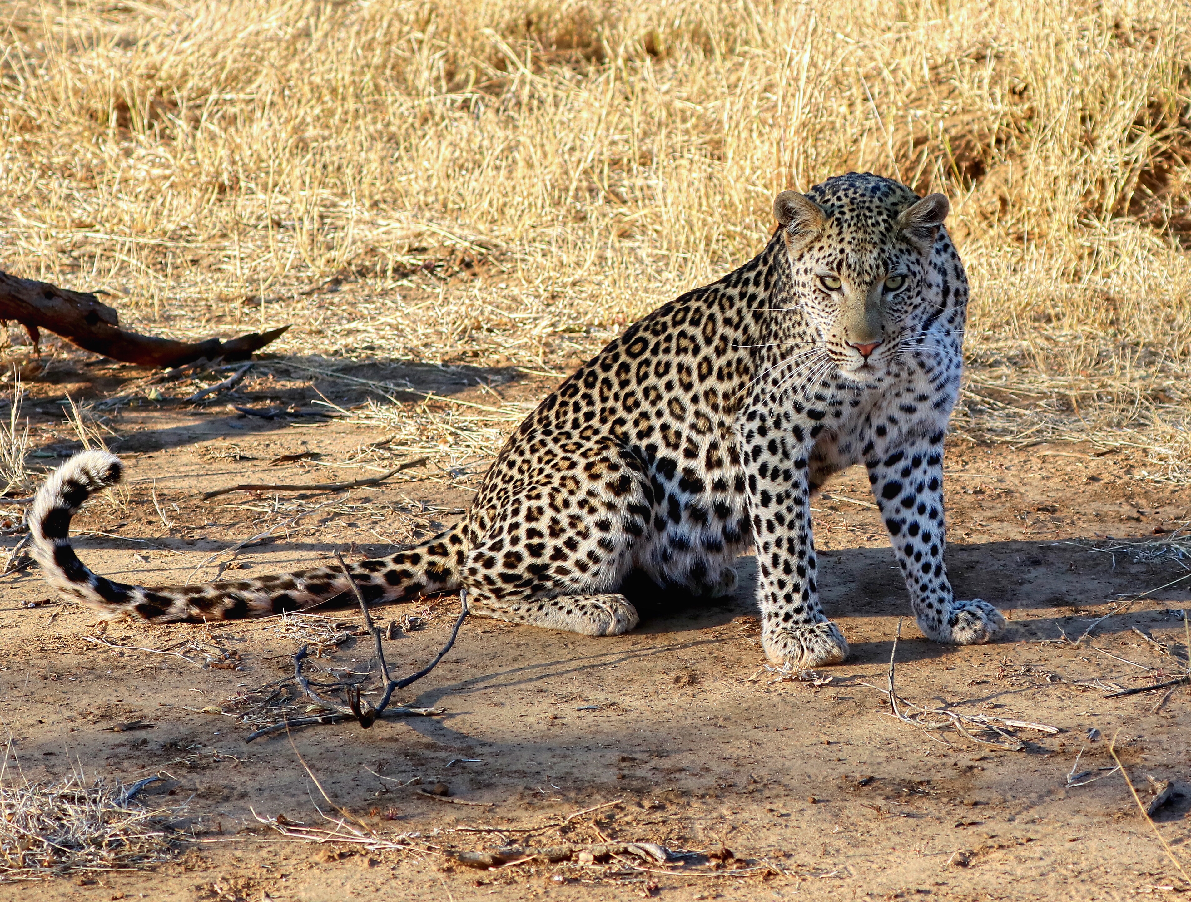 Leopard