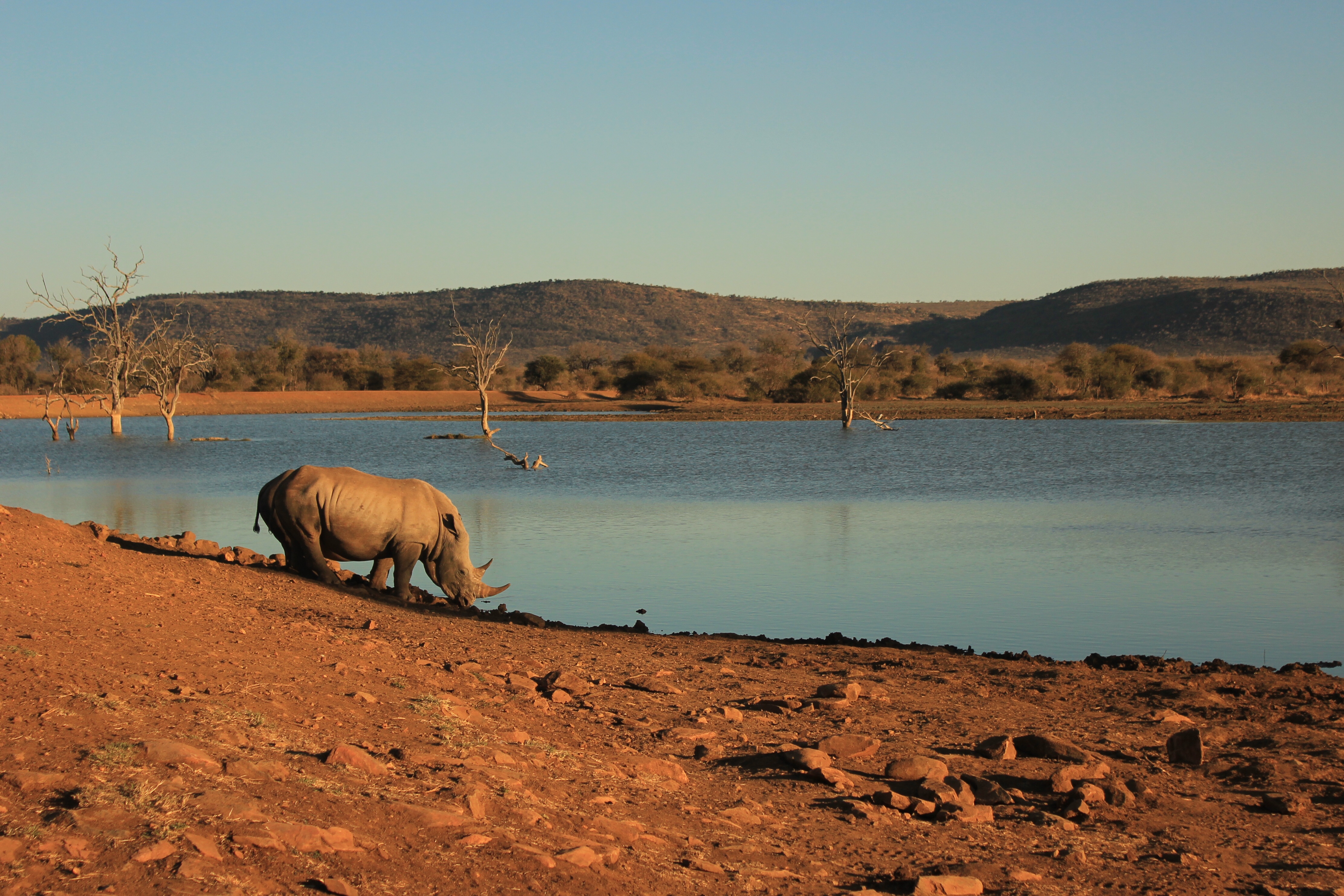rhino at waterhole
