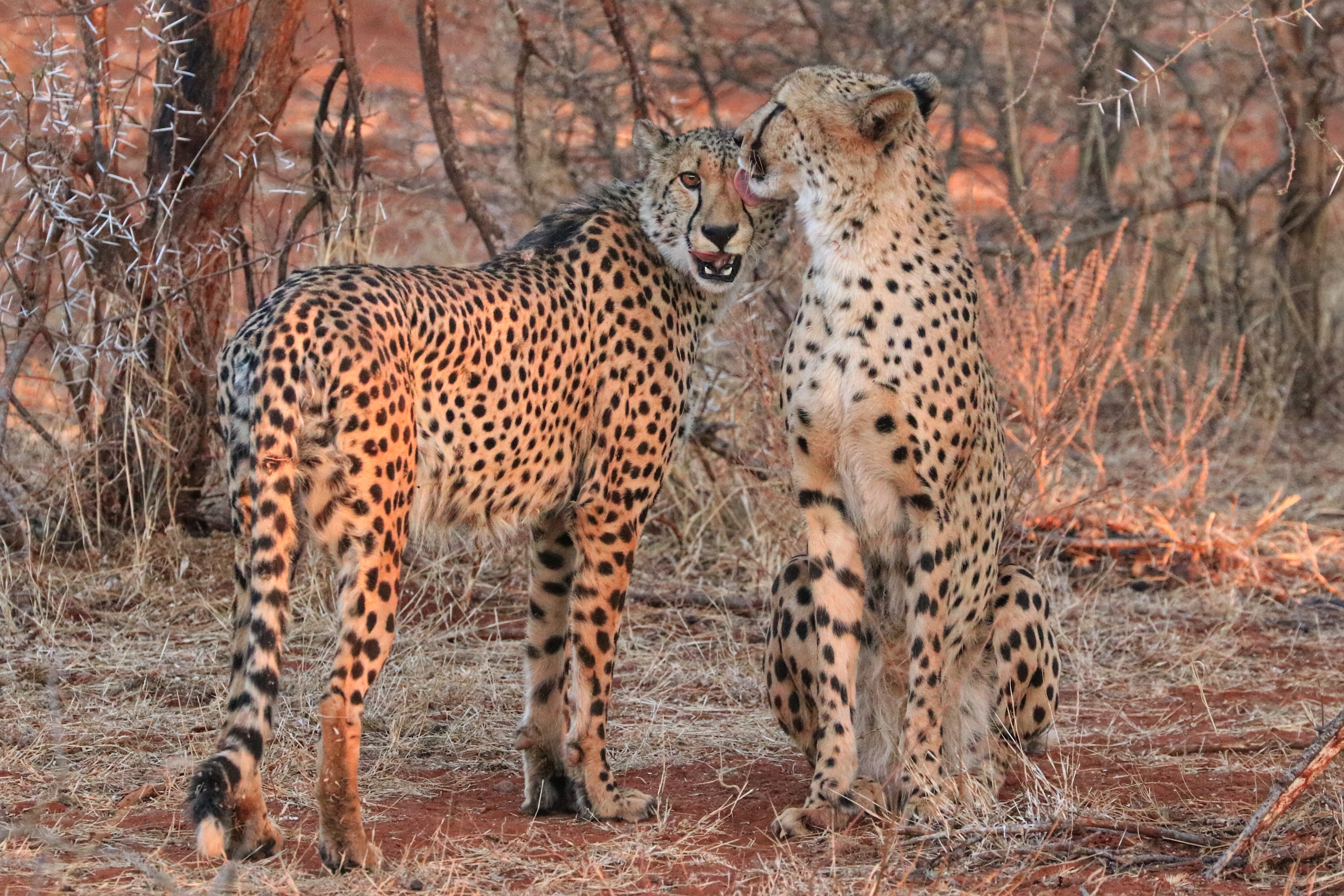 Cheetah
