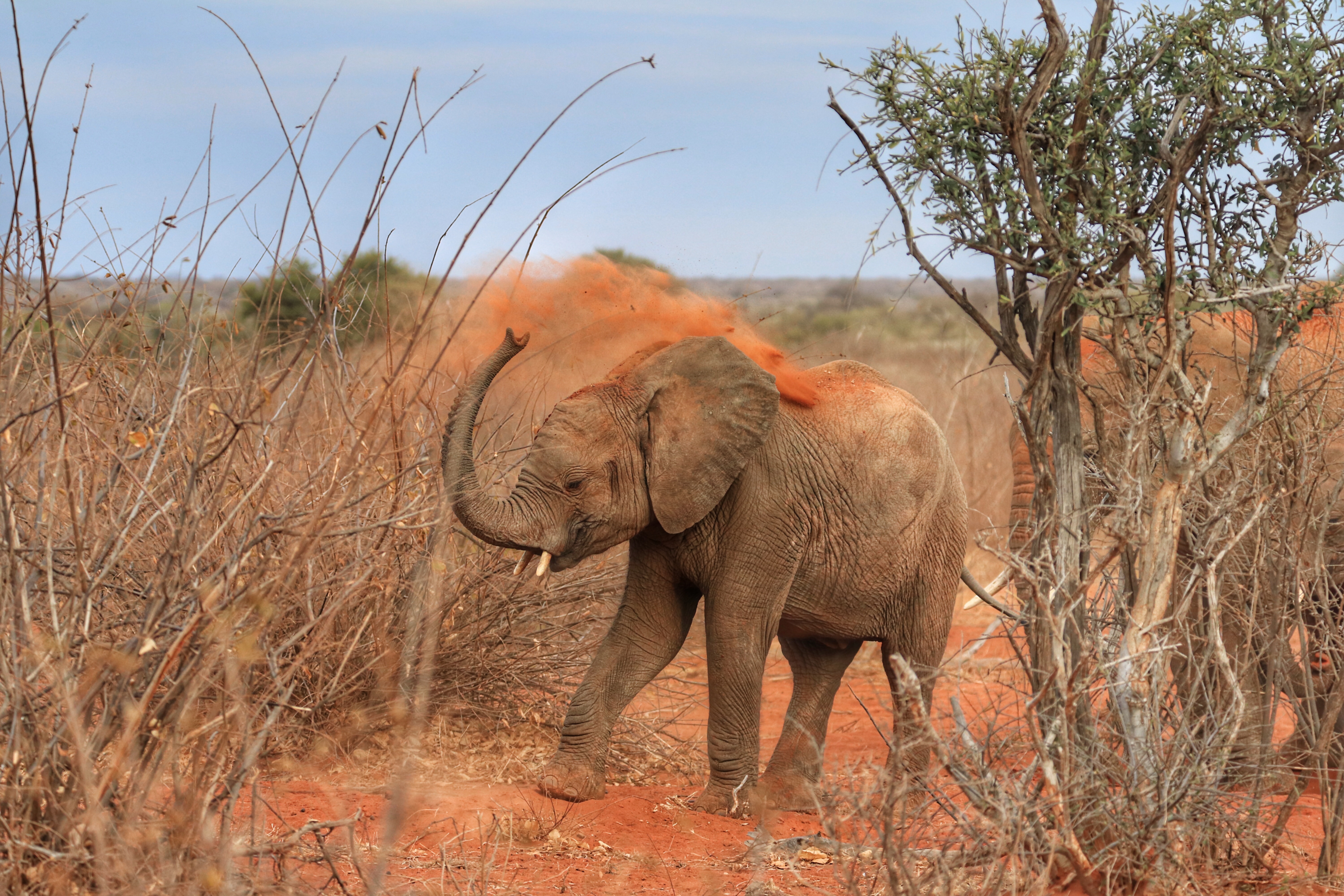baby elephant