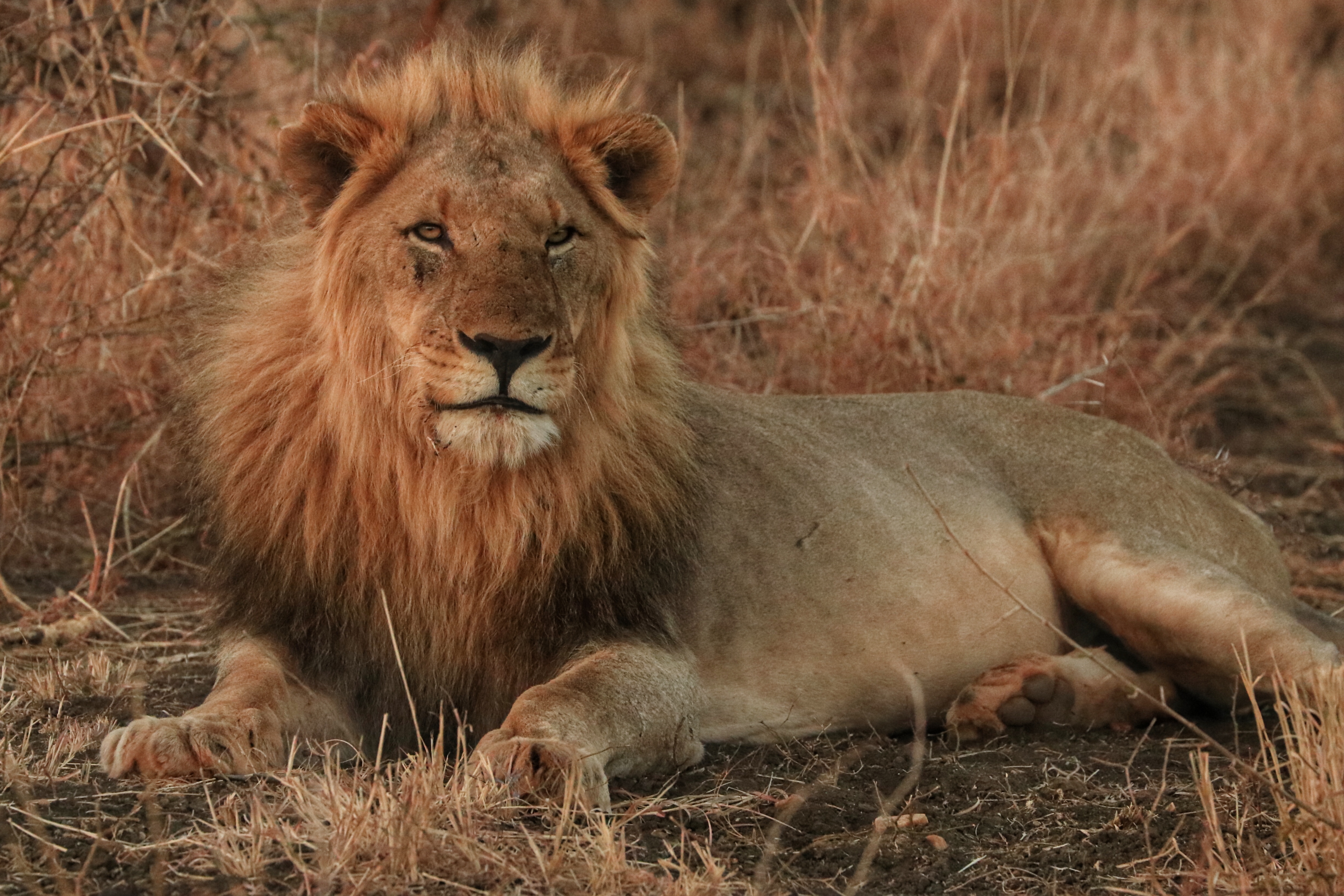 lion