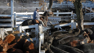 CIERRE DE EXPORTACIONES DE CARNE: EL ARTE DE PERSISTIR EN EL ERROR. Por Juan Carlos Romero (*)