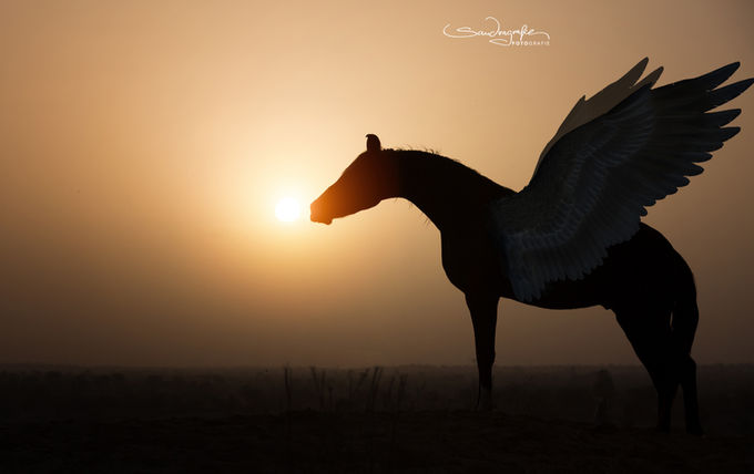 Bildbearbeitung / Composing
Pegasus 