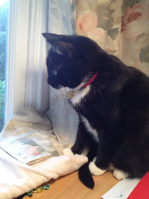 Elsie photo.webp