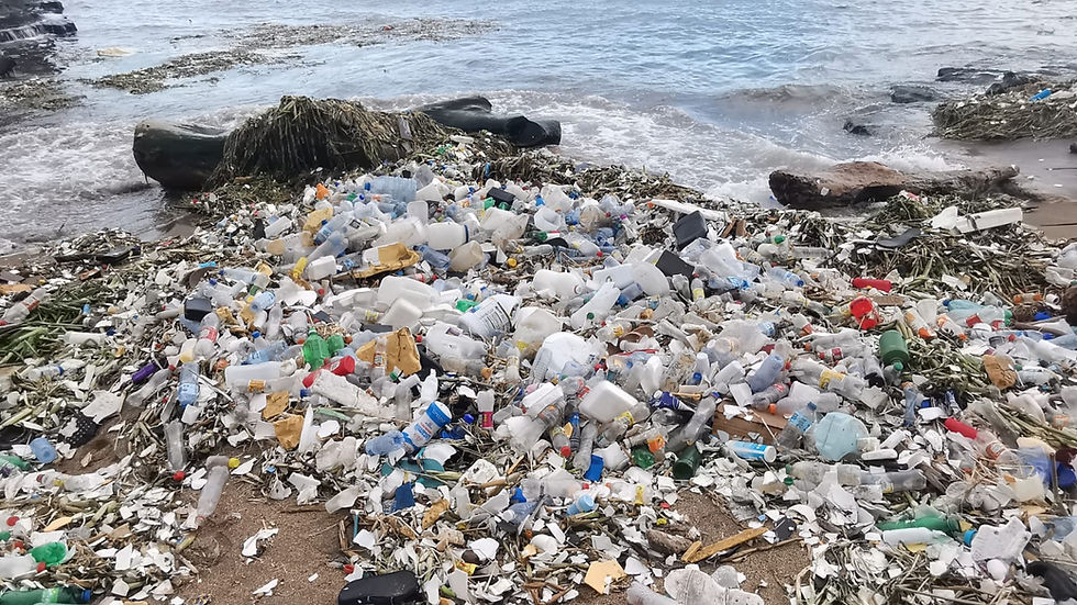 Voluntarios Tortuga 30 de mayo