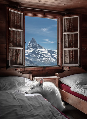 Zimmer mit schlafendem Hund