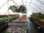FLOWERS & PLANTS