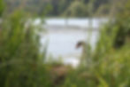 Swan nesting near the bird hide