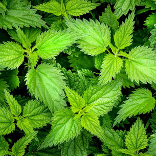 Bird's eye view onto fresh lime green nettles with jagged edged leaves.