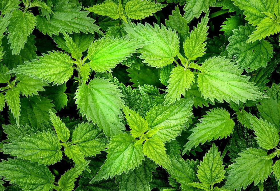 Bird's eye view onto fresh lime green nettles with jagged edged leaves.