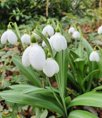 Galanthus plicatus 'Augustus' - wide curved white petals fairly closed in to create a bell shape with petals curving inwards. Green stems and leaves.