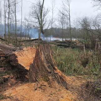 A willow stump with splintered wood visible and further fallen willows and standing trees in the background. There is sawdust around the tree trunk from the tree works. and bonfire smoke rising in the background too