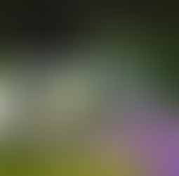 Galanthus nivalis flore pleno - the double snowdrop. One flower with wide white petal so the flower is much more open than usual. You can see tiny green stamens inside and subtle green tips on the petals too.