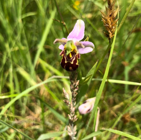 A bee orchid - three delicate purple petals with a brown and yellow front which looks like a bee but is part of the flower!