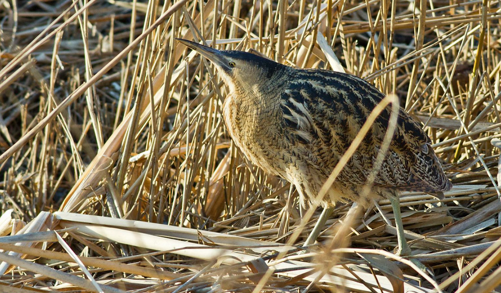 A standing bittern with a dark narrow beak, almost black feathers on top of its smooth head and light buff brown and dark brown patterned plumage. It is standing among light buff coloured dry reeds.