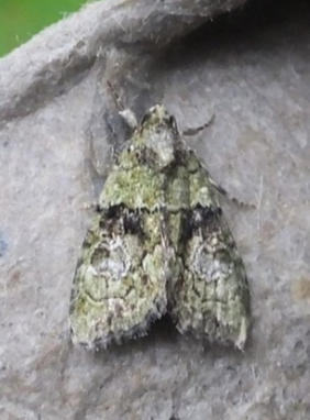 Tree-Lichen Beauty Moth